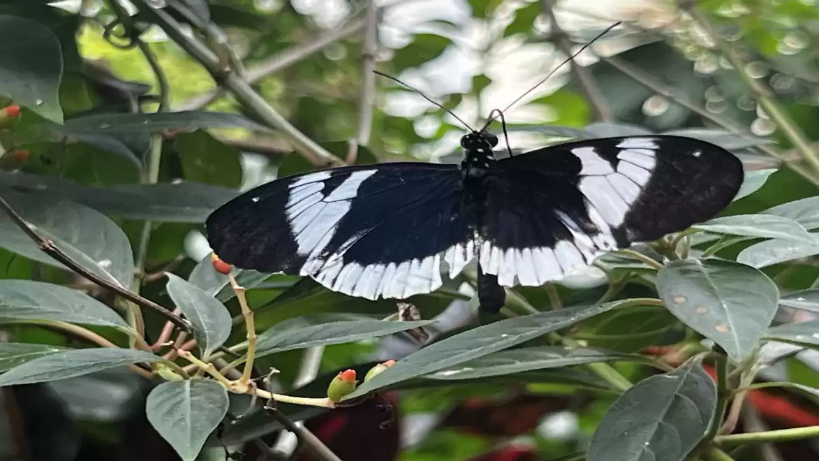 A black and white butterfly sits on a green leaf surrounded by dense foliage.