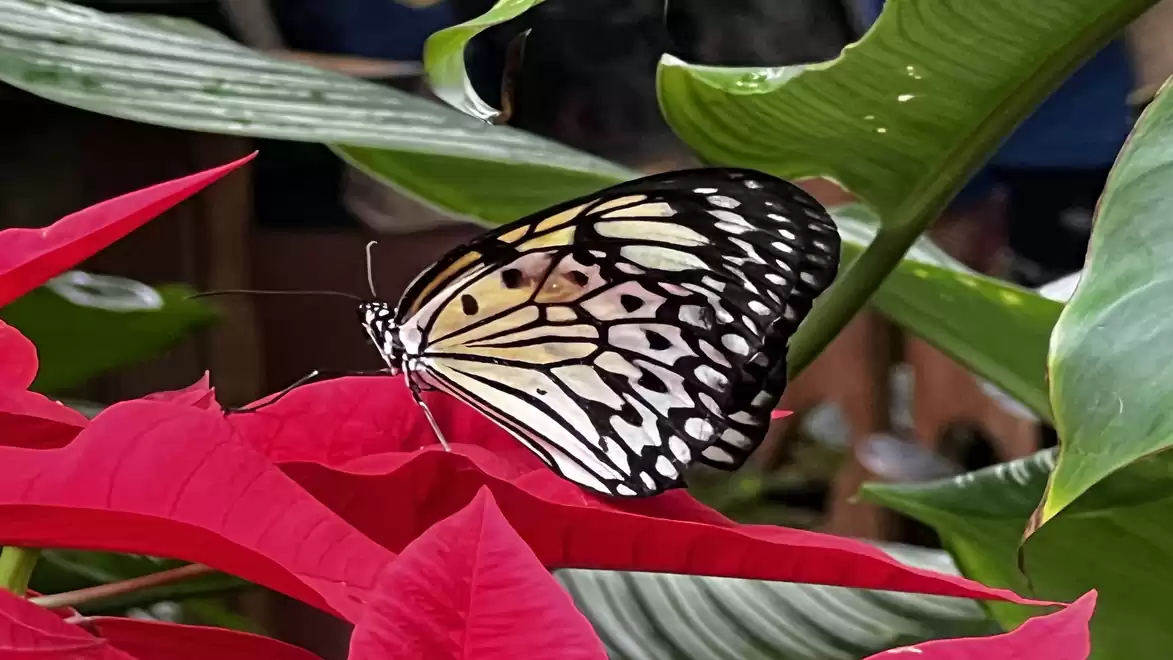 A black and white butterfly rests on a red leaf, surrounded by green leaves.