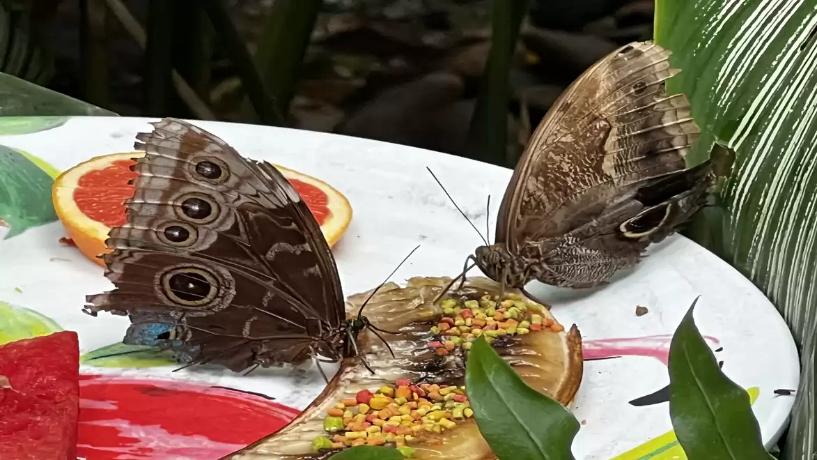 Two butterflies on a plate with fruit and colorful sprinkles.