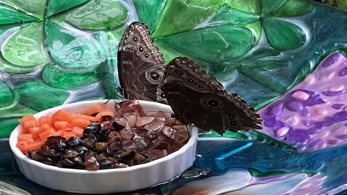 Two butterflies are sitting on a food dish with fruit, surrounded by colorful painted leaves.