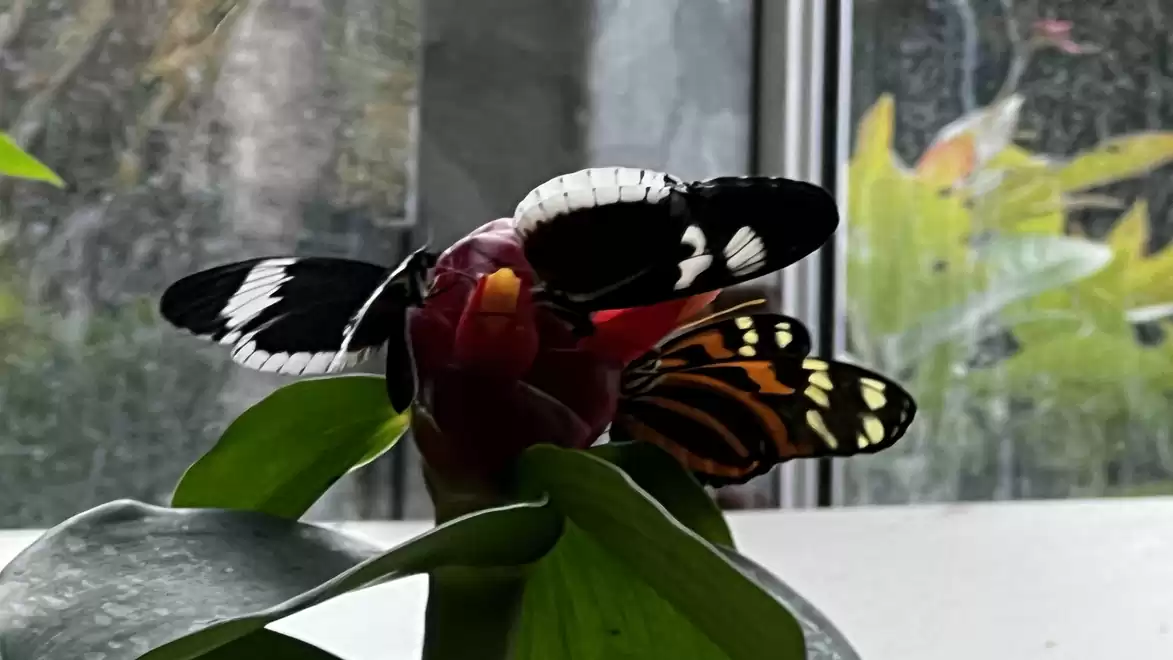 Two butterflies on a plant with frosted windows in the background.