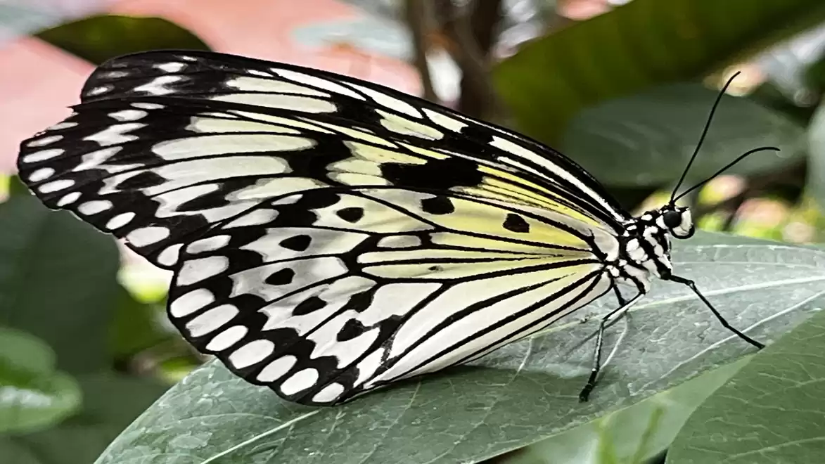 A large butterfly with black and white wings resting on a green leaf in a natural setting.