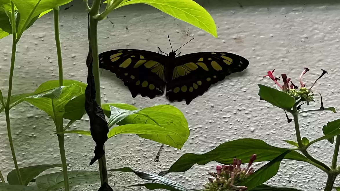 Butterfly with striking green and black wings sitting on leaves.
