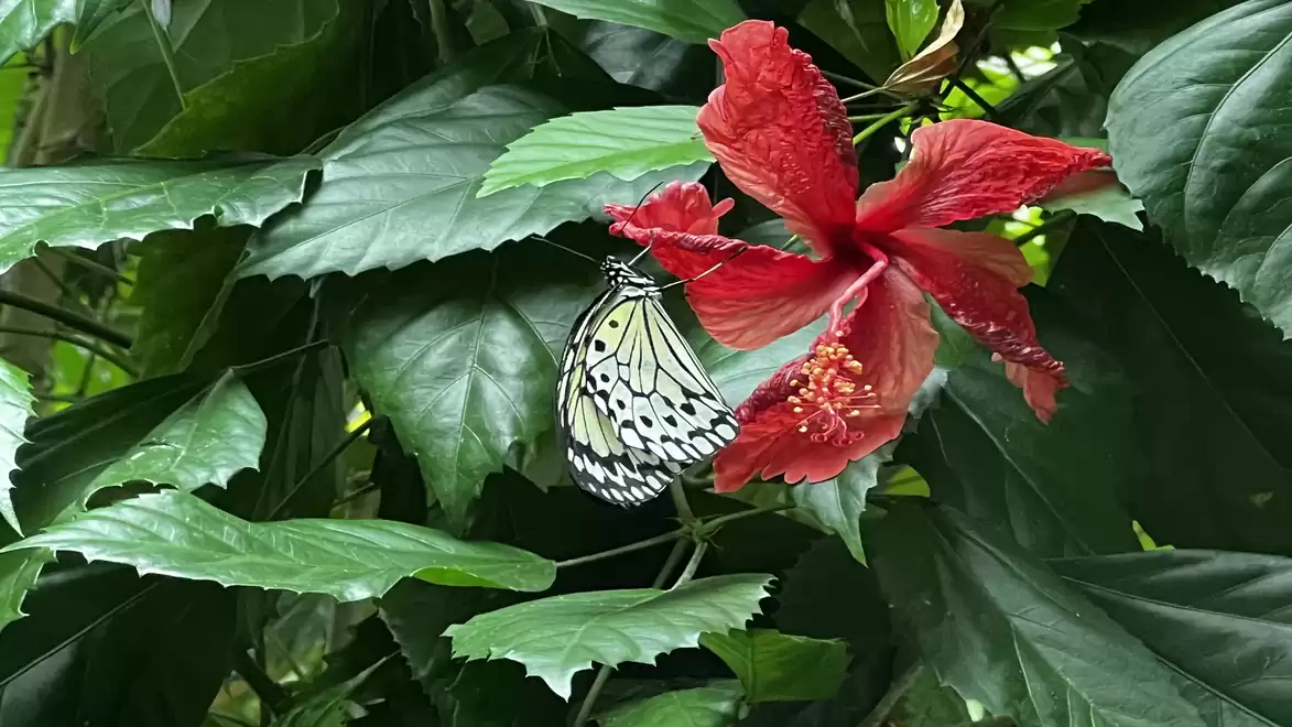 A black and white butterfly rests on a red hibiscus flower, surrounded by green leaves.