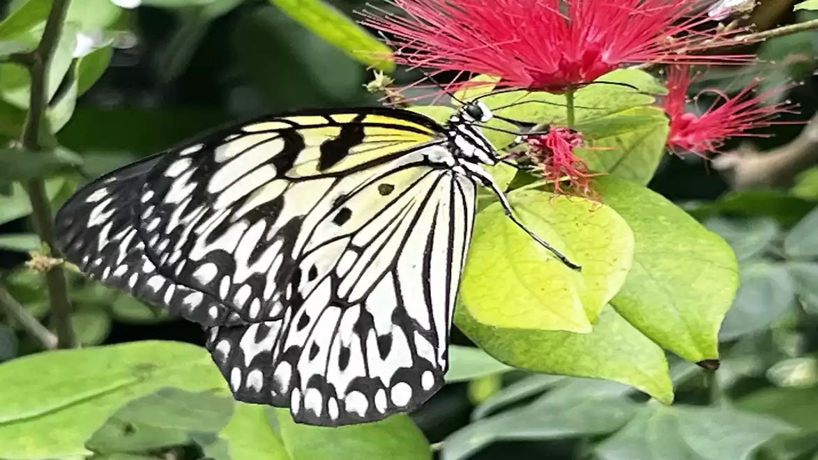 Close-up of a black and white butterfly sitting on a red flower, surrounded by green leaves.