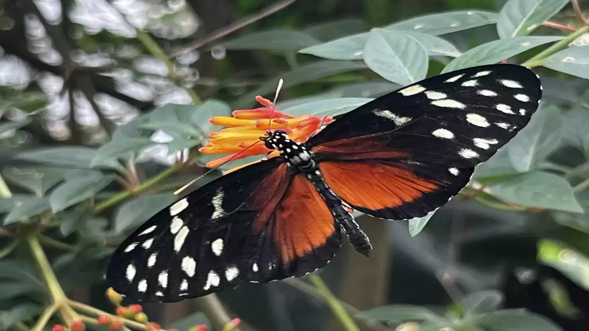 A butterfly with orange and black wings and white spots sits on a flower with green leaves in the background.