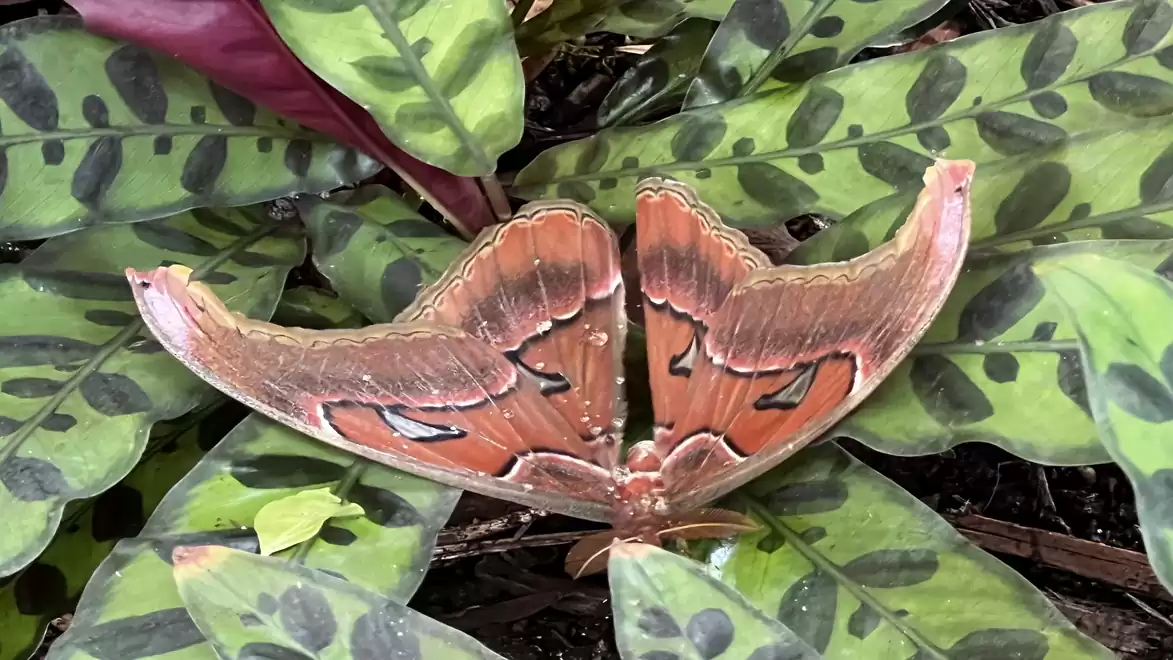 Close-up of a large butterfly with brown wings on patterned green leaves.