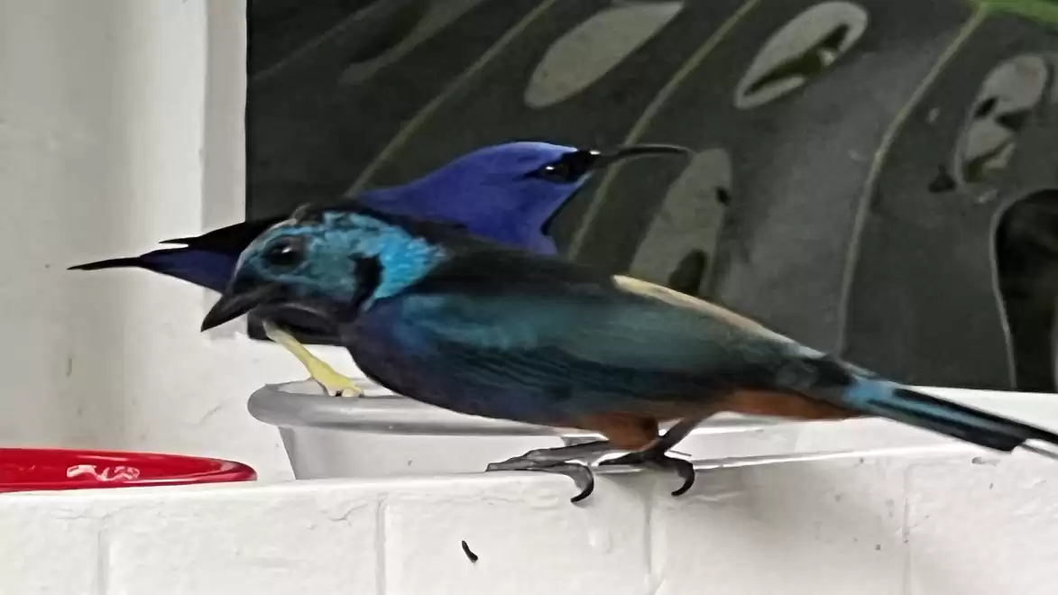 Two colorful birds in front of a dark background, one brightly blue and the other with striking turquoise and blue shades, sitting on a white wall.