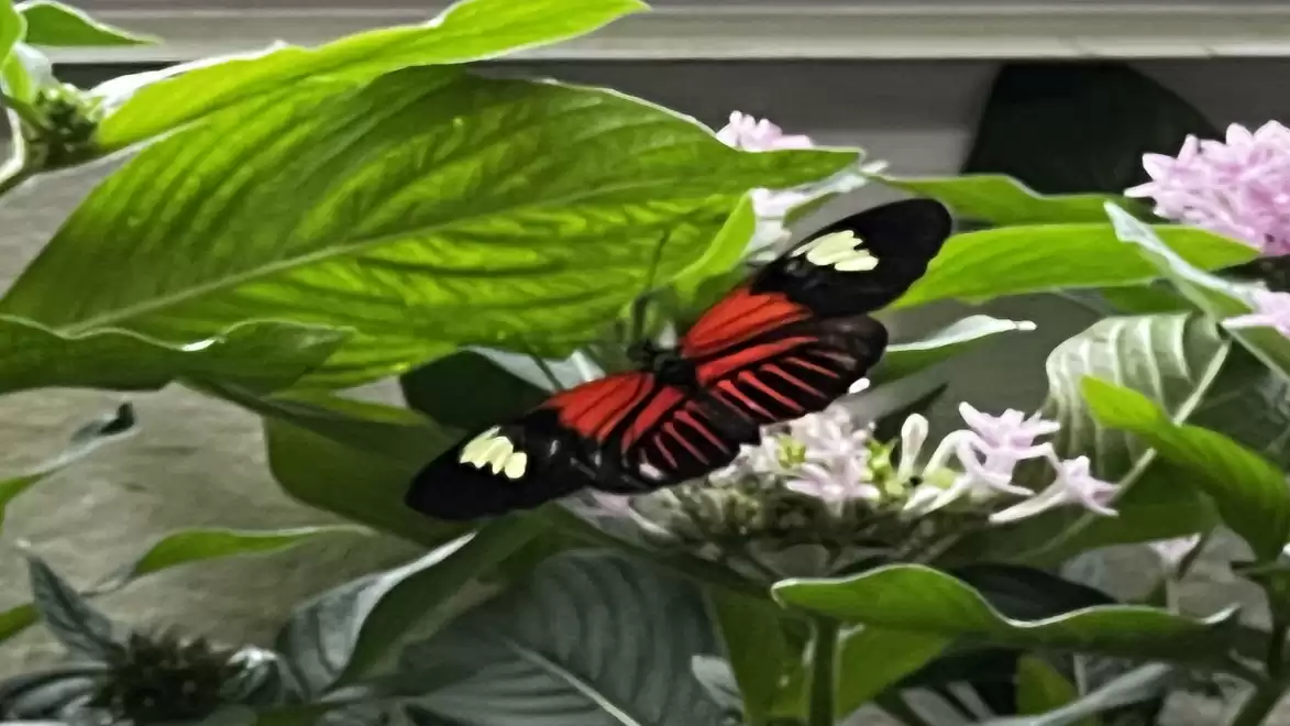 A colorful butterfly with red and black wings rests on green leaves in a garden.