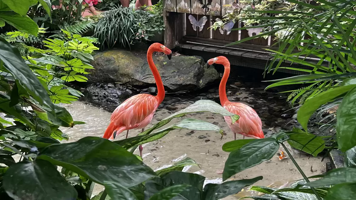 Two flamingos facing each other in a tropical garden with lush greenery and a small stream.