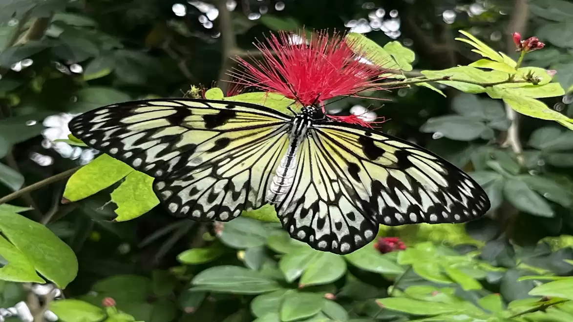Large butterfly with black and white wings sitting on a red flower in a green garden.