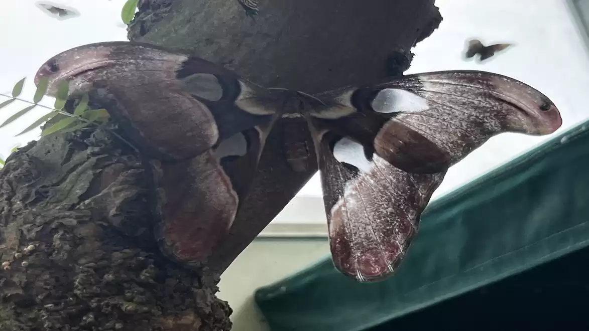 A large butterfly with brown and cream-colored wings sits on a tree trunk.