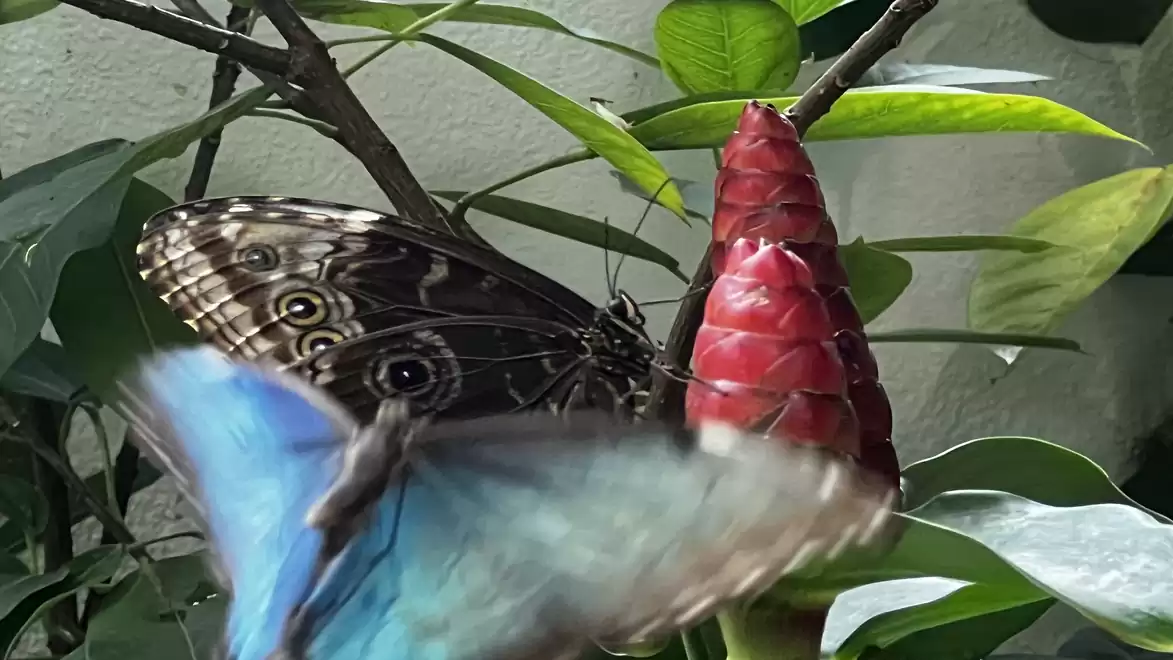 Two butterflies next to a red flower, one with open blue wings and the other with closed brown wings.