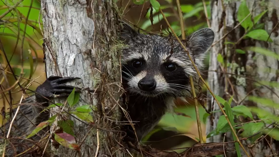 Raccoon hiding behind a tree in the forest with visible leaves and plants.