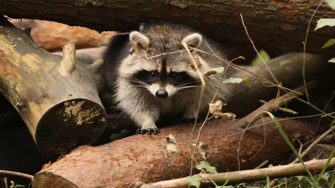 A raccoon climbing over fallen logs in the forest.