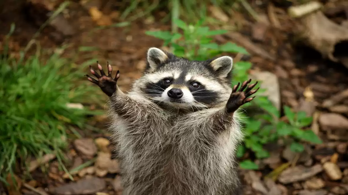 A raccoon stands upright with raised paws in a wooded area.