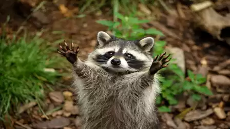 A raccoon stands upright with raised paws in a wooded area.