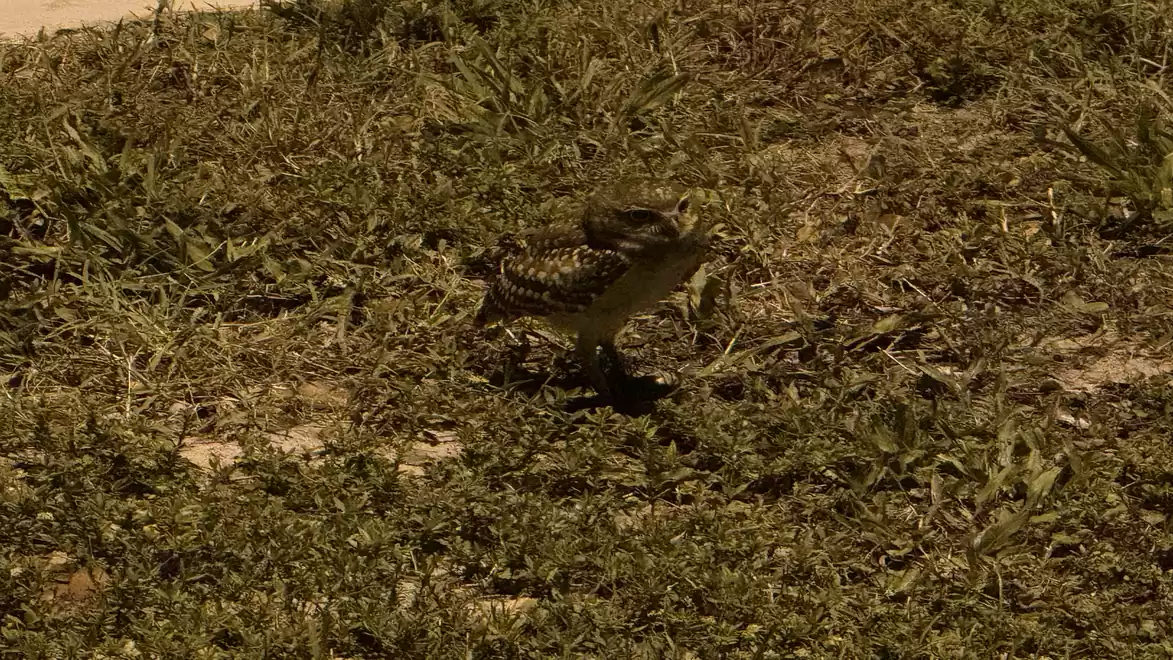 A crocodile sits on the grass sunbathing in the sun. It is surrounded by a meadow.