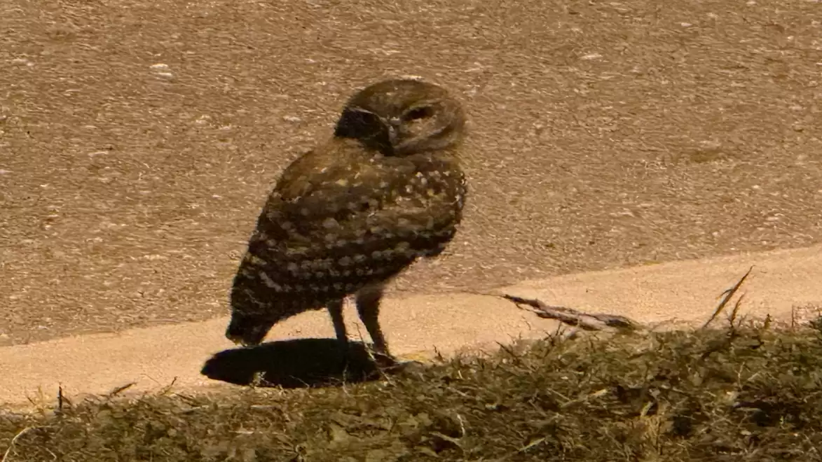 An owl stands on the roadside at night, illuminated by streetlights. The bird is well camouflaged with its speckled plumage.