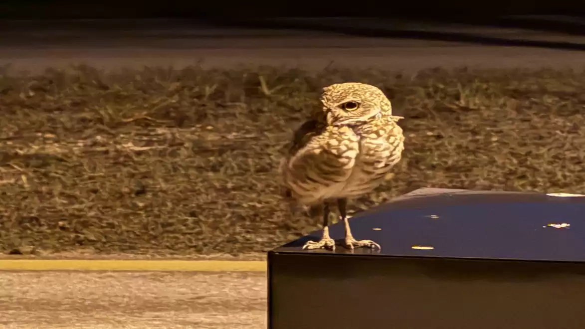 A small owl sitting on a dark surface with a grassy background.