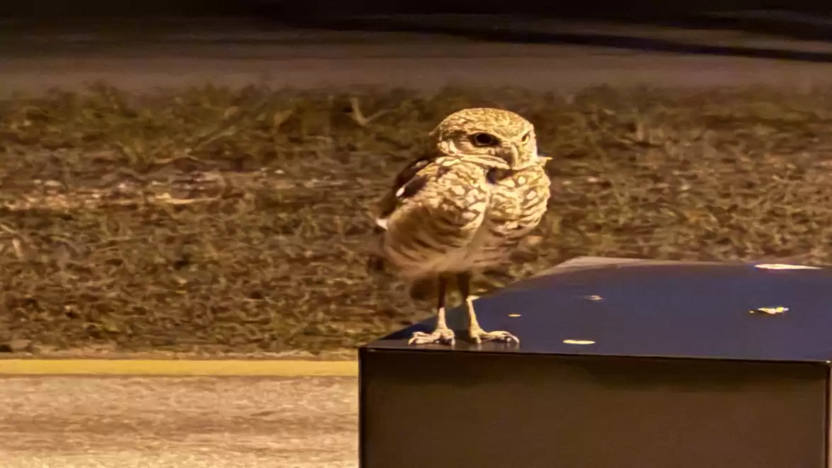 An owl sits at night on a dark metal box in an urban setting.