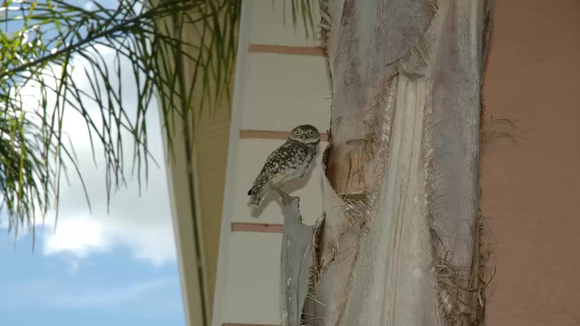 A small owl sits next to a tree, with palm trees and a blue sky in the background.
