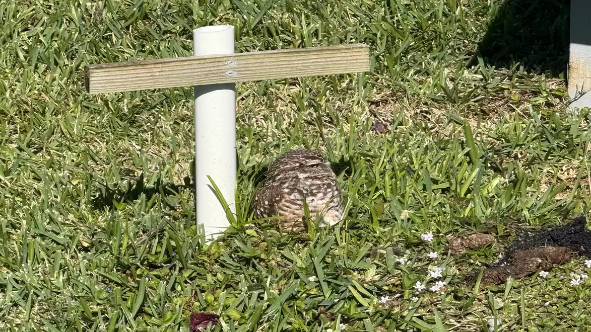 A small, brown speckled bird sits in green grass next to a white post with a wooden arm.