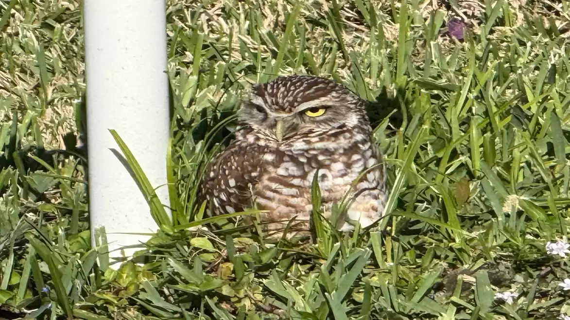 A small owl sits in the grass, close to a white pipe, surrounded by various shades of green nature.