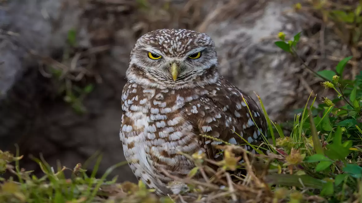 A small owl stands on a green meadow with a rocky background, the owl gazes attentively at the camera.
