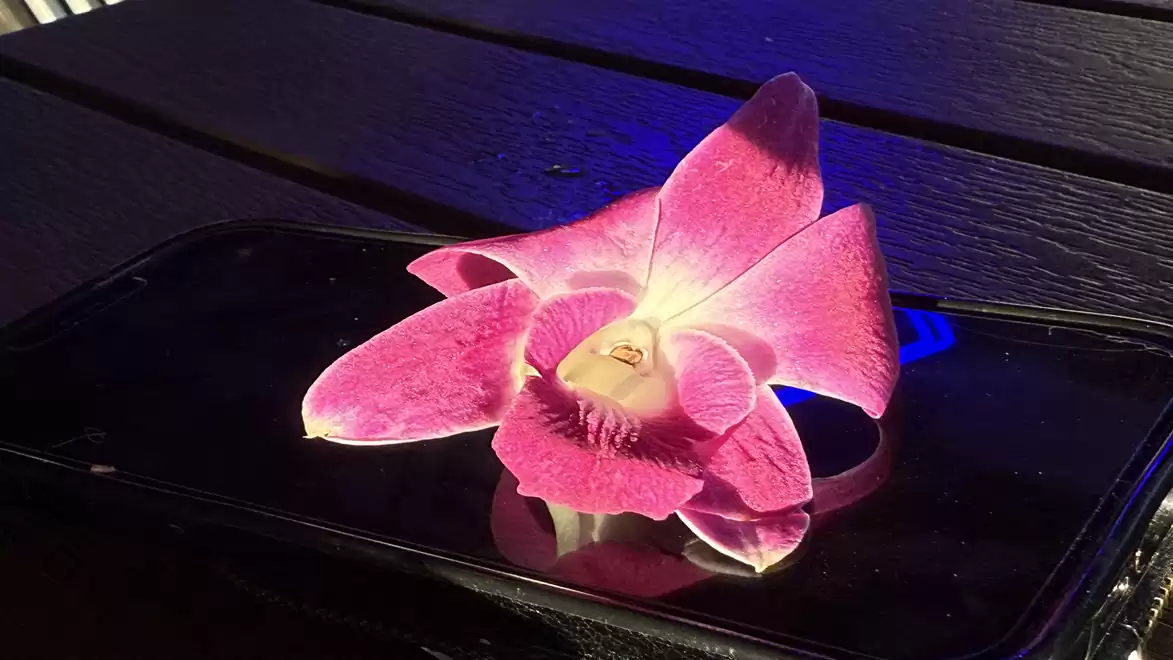 A pink orchid blossom rests on a smartphone placed on a wooden table in the dark.