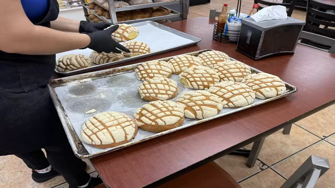 A person wearing black gloves arranges freshly baked Conchas, a type of Mexican sweet bread, on a table in a bakery.