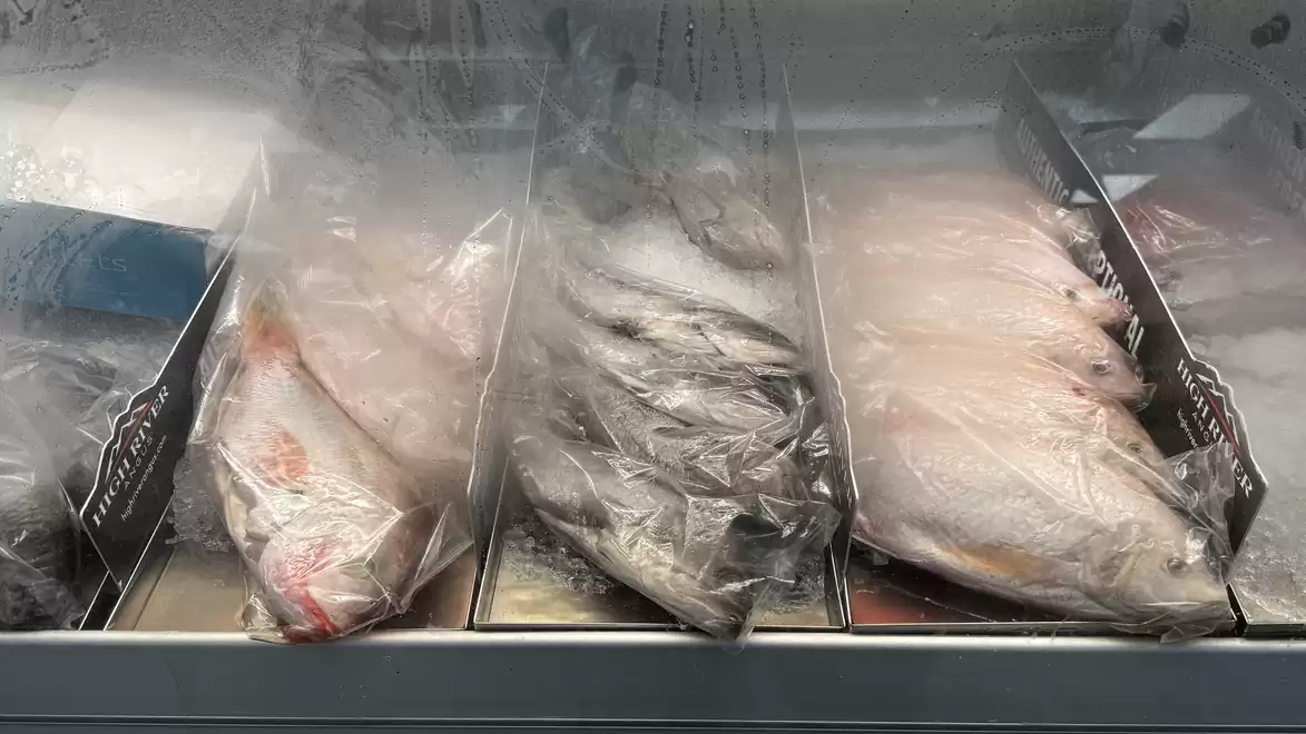 Ice container with frozen fish filets, wrapped in plastic wrap, in a supermarket.