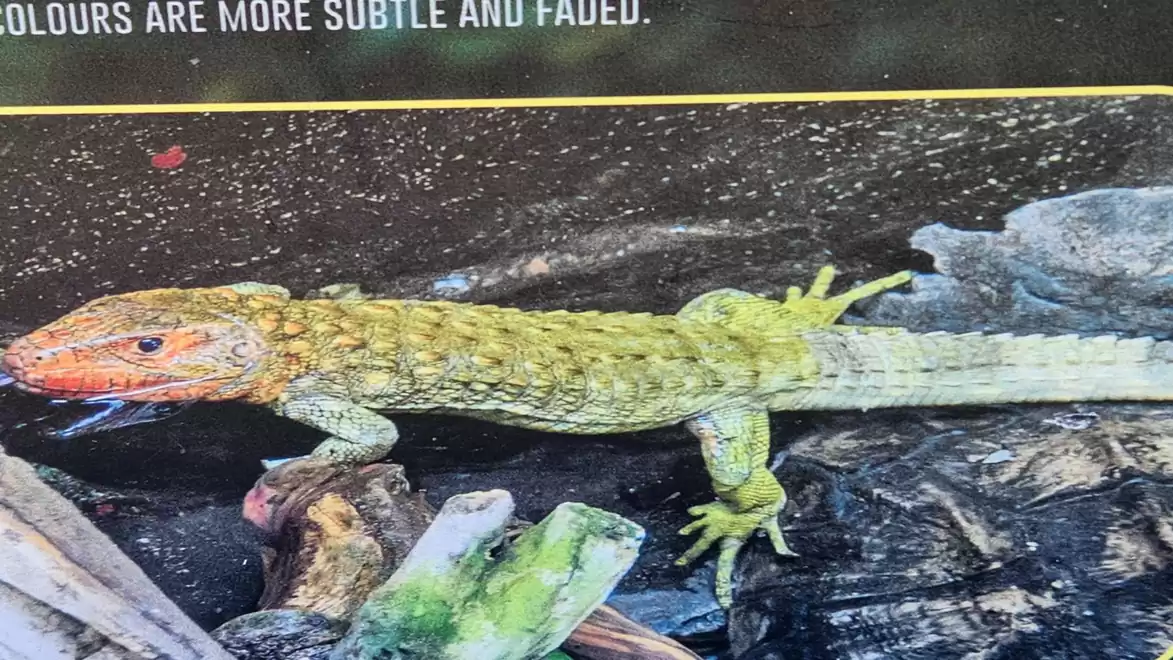 Close-up of a lizard on a branch in a natural setting, displaying vibrant green coloration.
