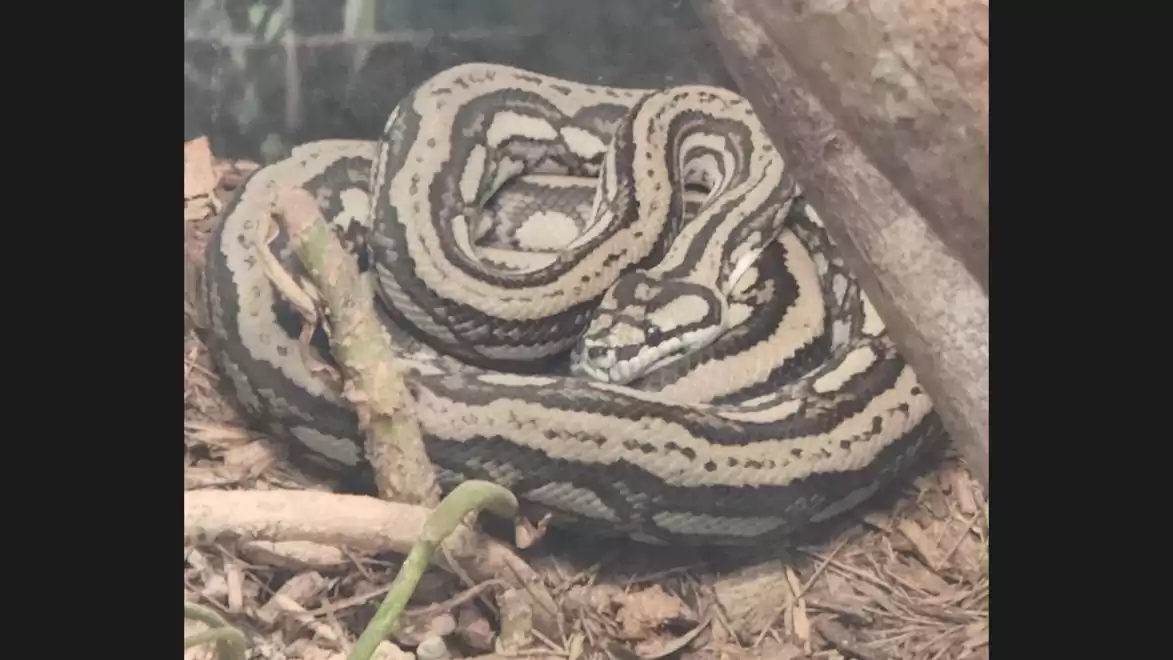 A coiled snake with distinctive black and white stripes rests on the forest floor among branches.