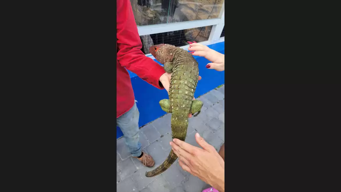 A green reptile being held and petted by people while standing near a building.