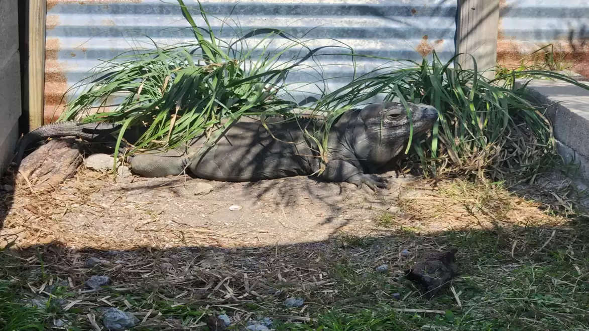 A large iguana lies on the ground in an enclosure, surrounded by plants and metal fencing.
