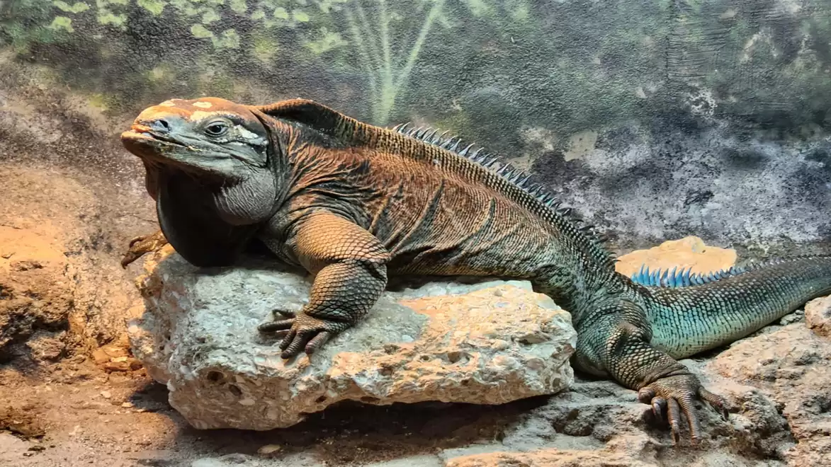A large lizard lies on a rock in a natural terrarium with plants in the background.