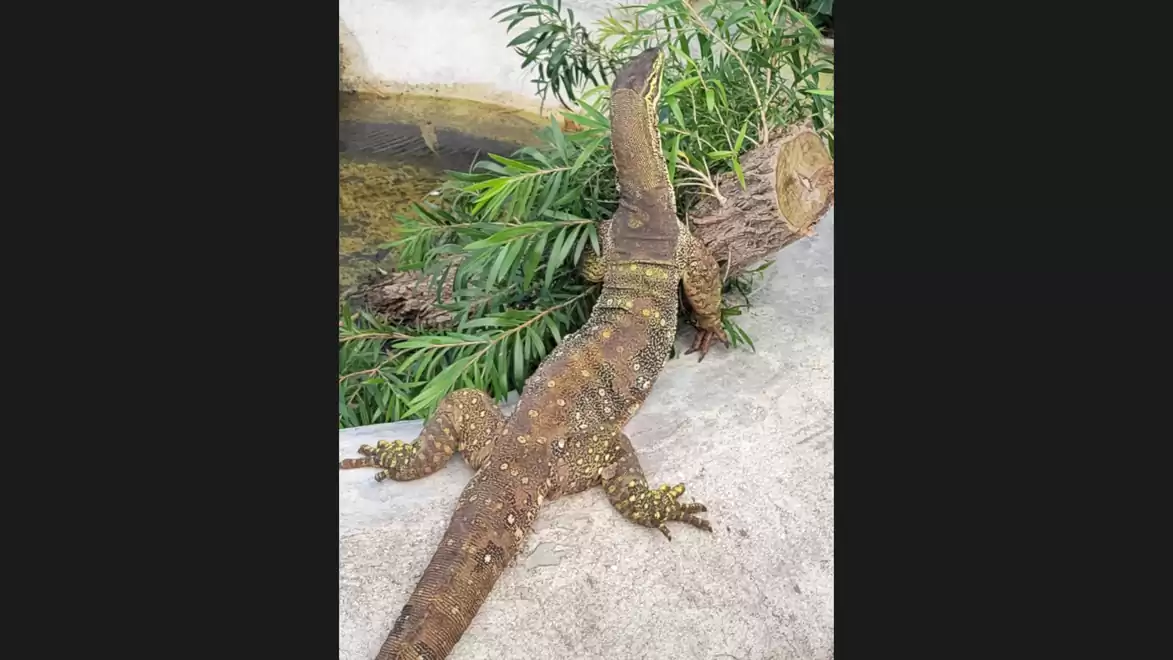 A large monitor lizard rests on a rock surrounded by tropical plants.