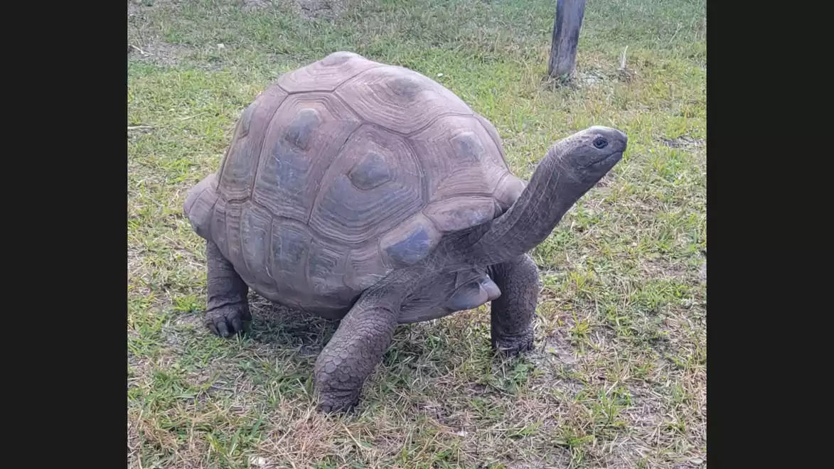 A large tortoise stands on a grassy field looking to the right.