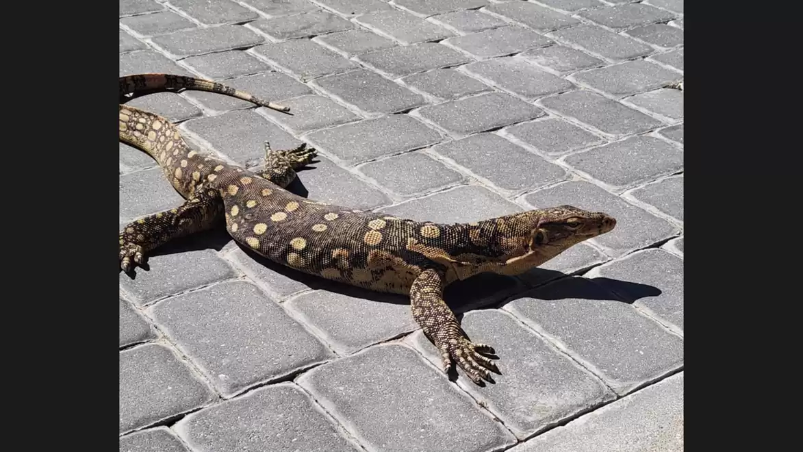 A lizard with distinctive patterns is lying on cobblestones in the sun.
