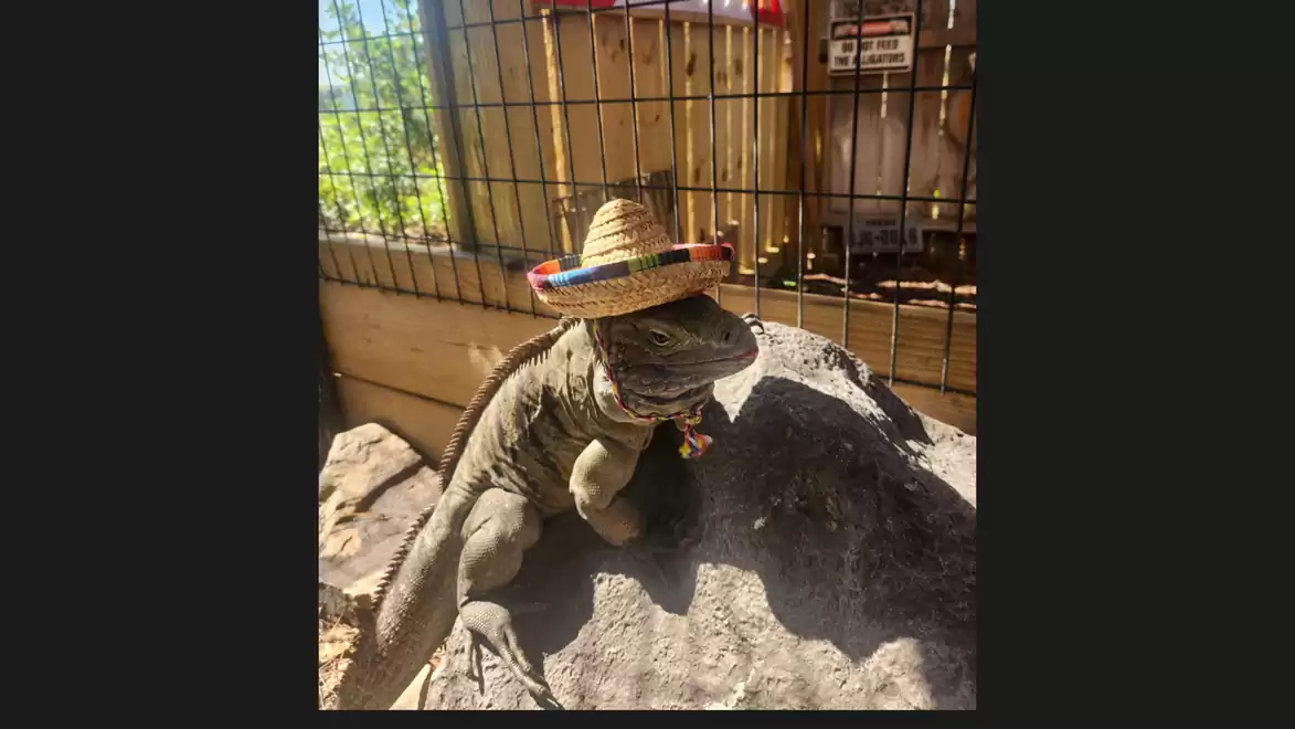 A lizard sits on a rock wearing a small sombrero and a colorful necklace in front of a cage.