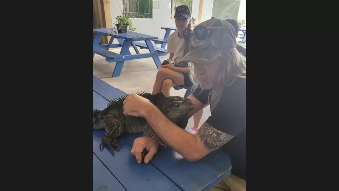 Person sitting at a blue table petting a large lizard, with another person sitting in the background.