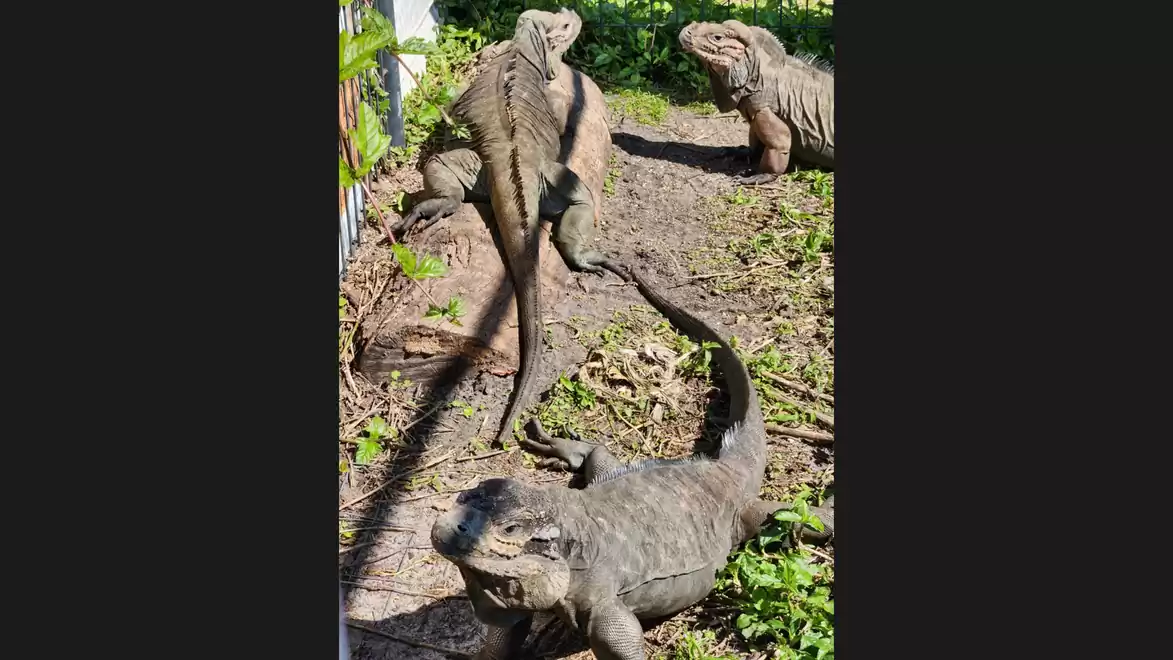Three large iguanas basking on a dirt ground, surrounded by sparse vegetation. They appear relaxed, soaking up the sun's rays for warmth.
