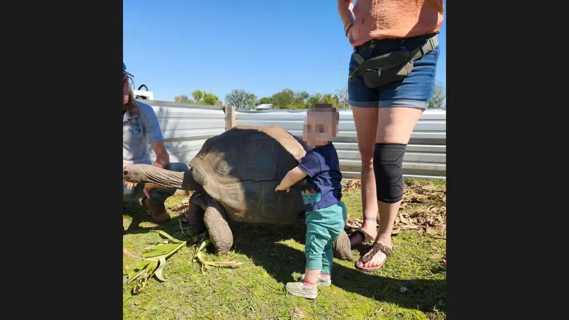 A toddler in a blue shirt next to a large tortoise outdoors, accompanied by two adults.