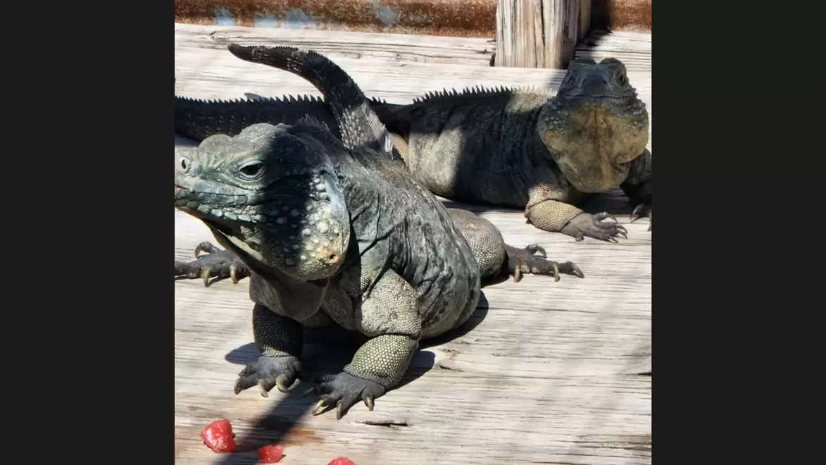 Two iguanas on a wooden deck, surrounded by red fruits and sunlight.