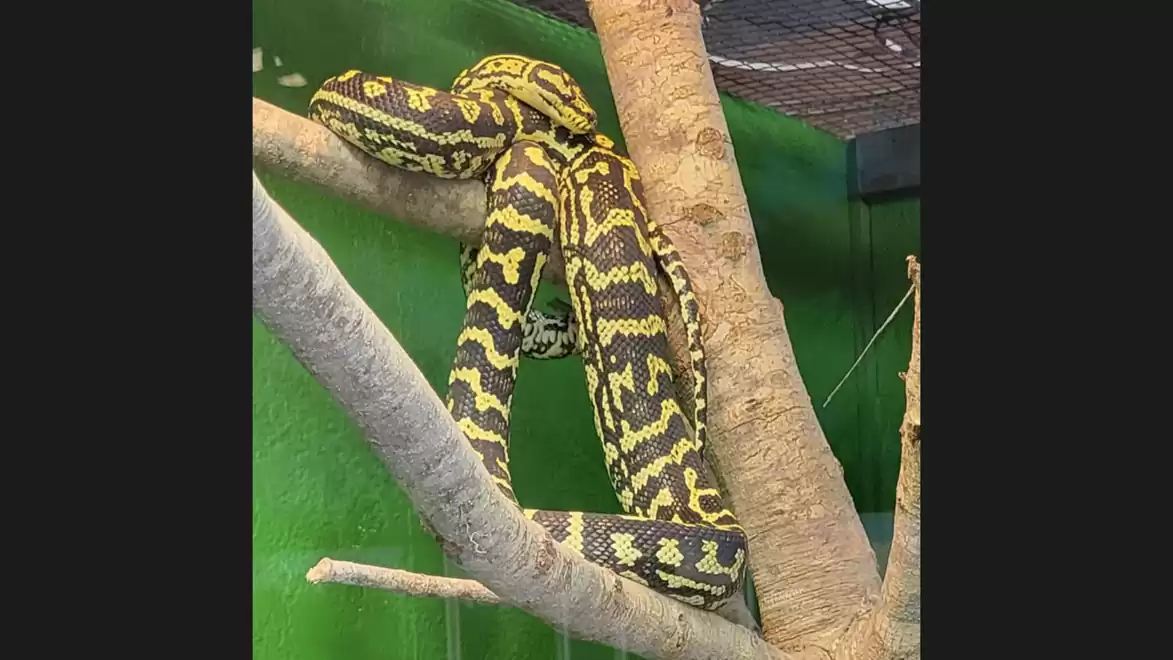 A yellow-black python rests on a branch in a green enclosure.