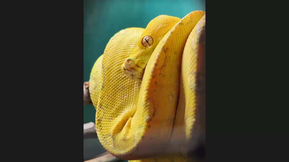 Close-up of a brightly colored yellow snake coiled around a branch. The texture of the scales is clearly visible.
