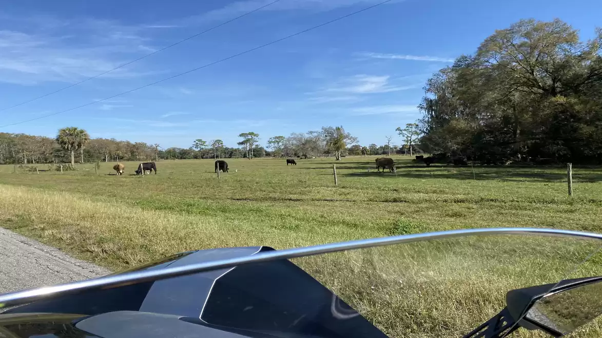 Motorcycle with windshield in the foreground and grazing cows on a green pasture on a sunny day with a blue sky in the background.