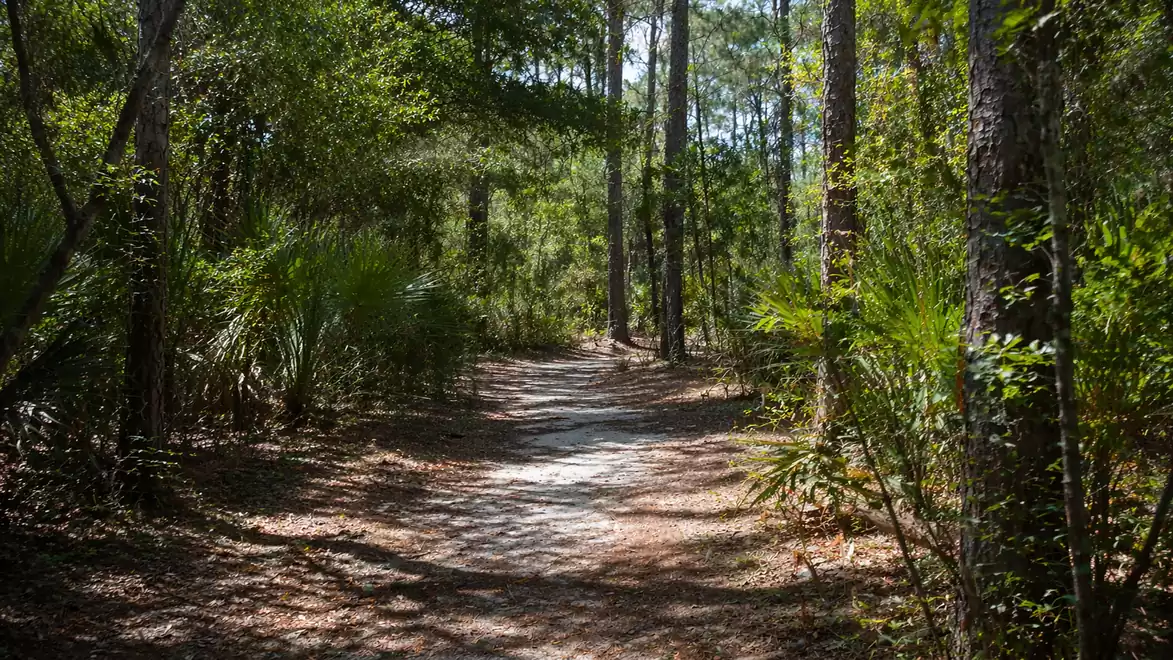 A shady trail through a tranquil, green forest on a sunny day.