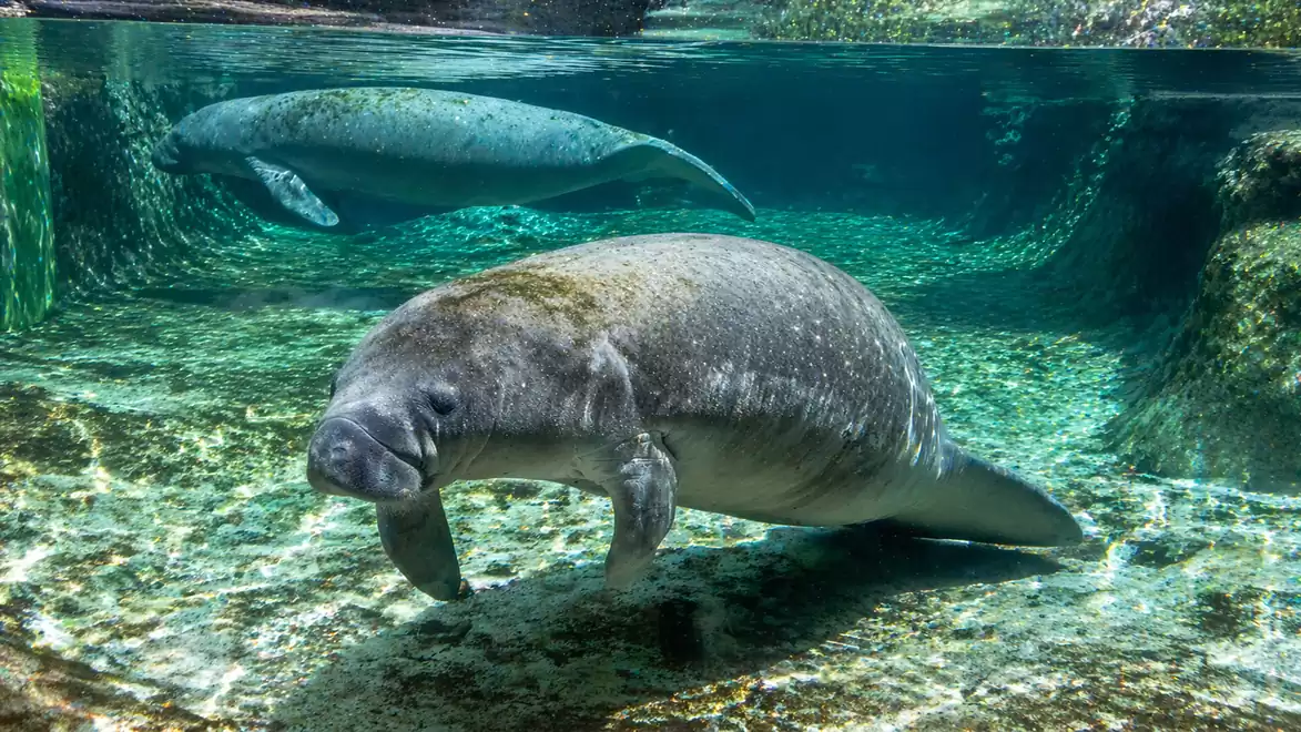 Two manatees swimming in clear water in a natural setting.